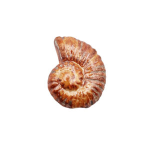 Componenti in Ceramica Greca Conchiglia Arancio 18x22mm (CRG449-3127)
