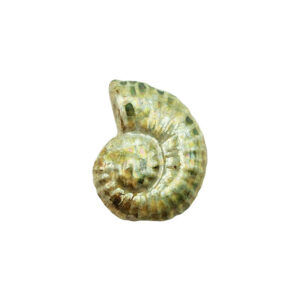 Componenti in Ceramica Greca Conchiglia Brown Sfumato Verde 18x22mm (CRG449-3084)