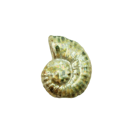 Componenti in Ceramica Greca Conchiglia Brown Sfumato Verde 18x22mm (CRG449-3084)