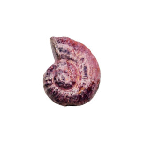 Componenti in Ceramica Greca Conchiglia Viola 18x22mm (CRG449-3083)