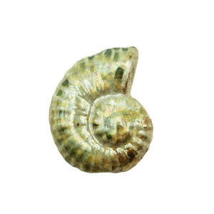 Componenti in Ceramica Greca Conchiglia Brown Sfumato Verde 33x42mm (CRG446-3084)