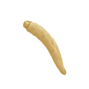 Cornetto in Ceramica Porta Fortuna Beige 3cm (CMRM095-BG)